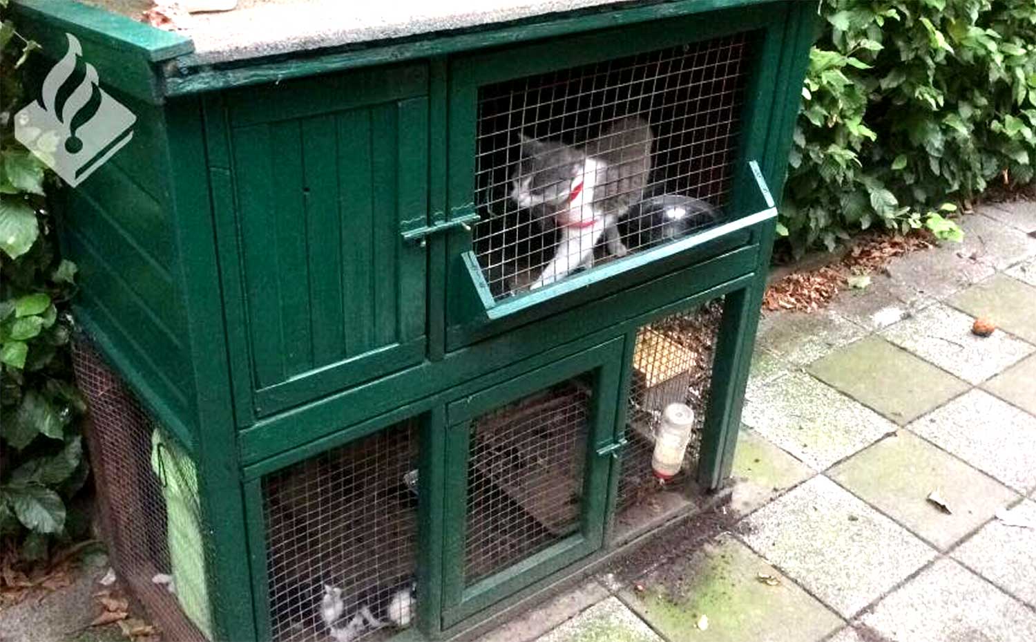 Kat met kittens in hok achtergelaten door vakantiegangers