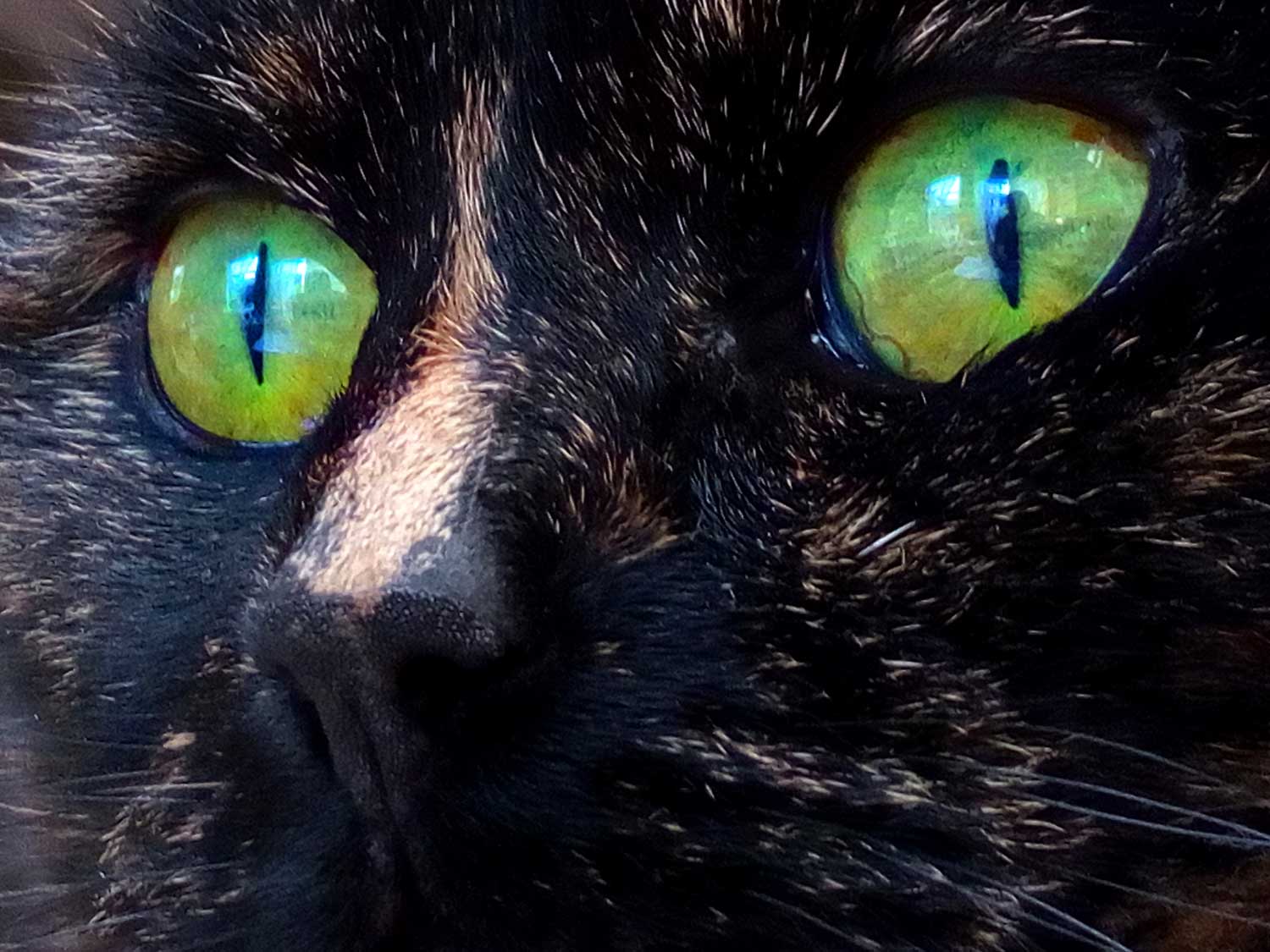 kat-ogen-groen
