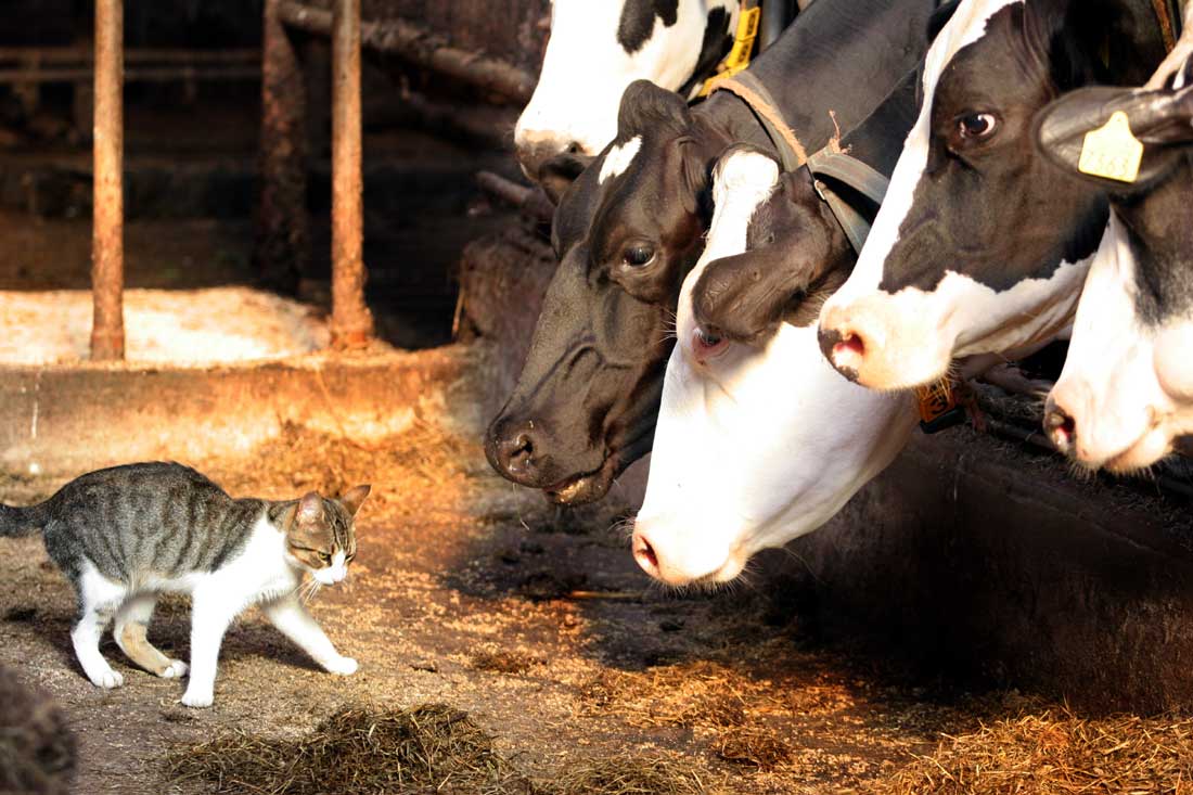 Minder kans op astma en allergieën voor kind dat opgroeit met dieren 