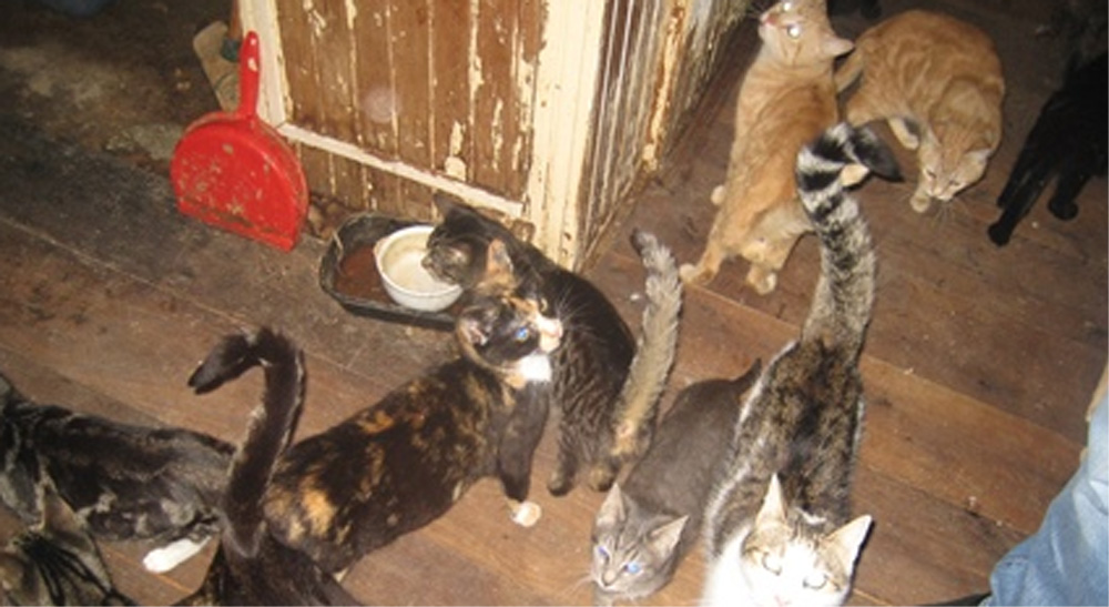 Foto van veel katten in de woning | LID