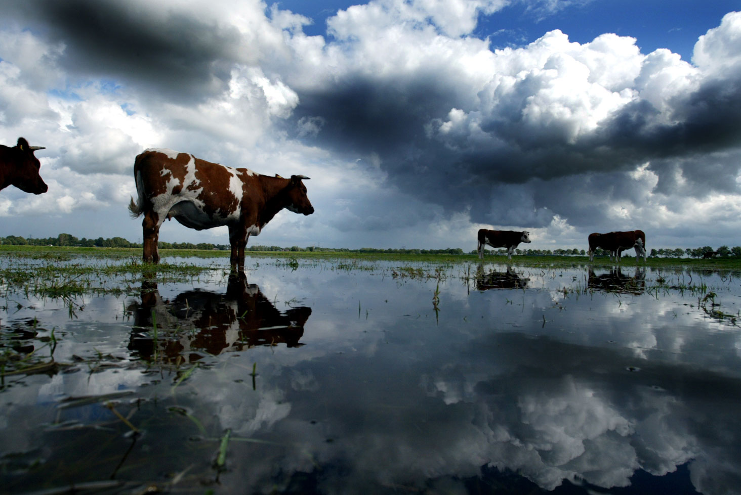 foto van koe in Nederlandse landschap