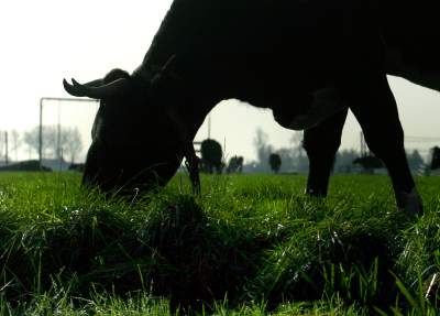 Foto van koe met horens in weiland | Archief EHF