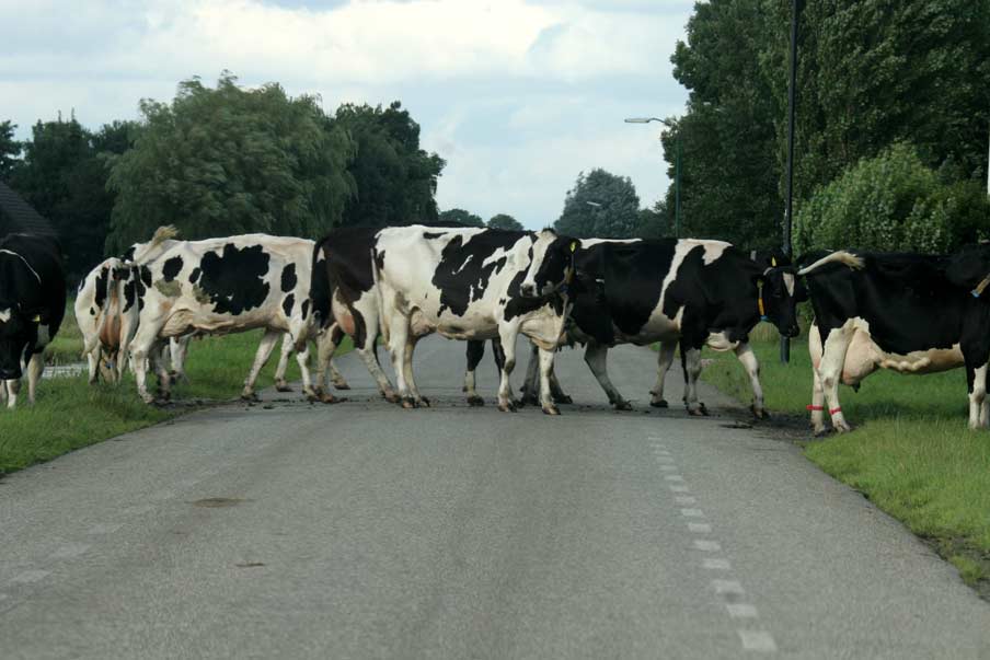 Brabants dorpje Bladel overspoelt met losgebroken koeien