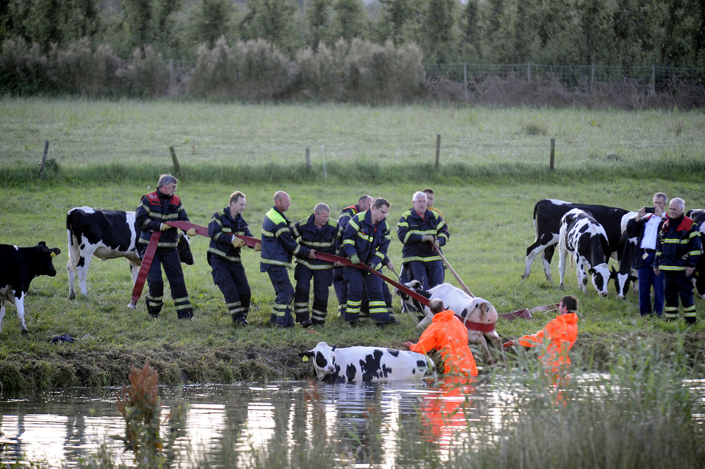 Vier koeien uit Kromme Rijn gered door brandweer