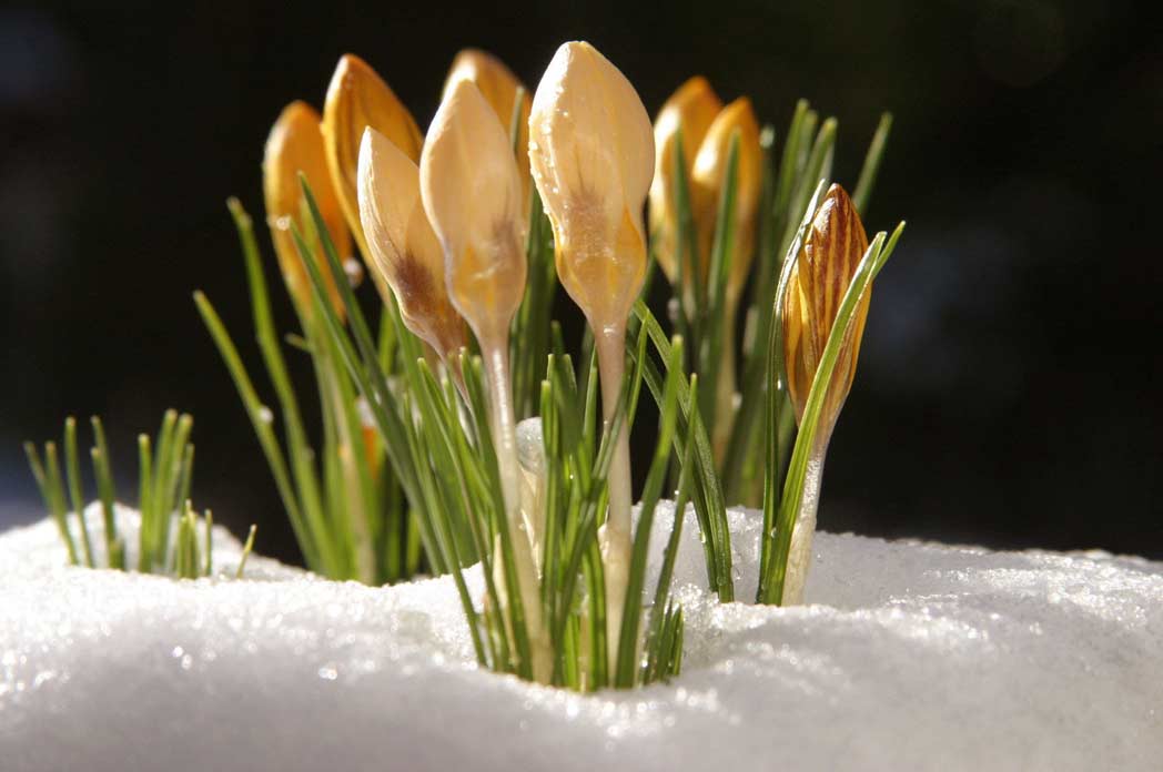 Eeuwenoud plantje onderzocht of het hartinfarct kan voorkomen