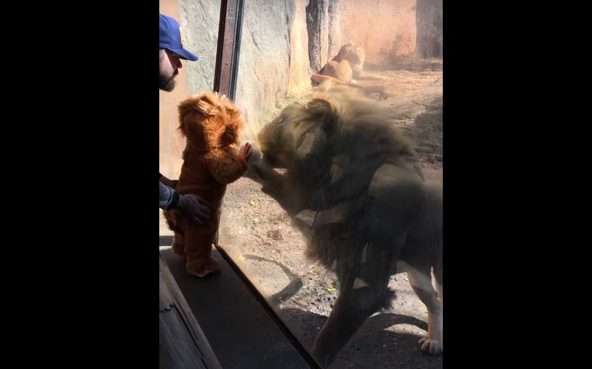 Baby-'welpje' trekt aandacht leeuwin in dierentuin