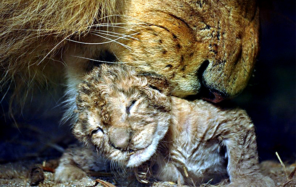 Foto van leeuwin met pasgeboren welp | GaiaZOO