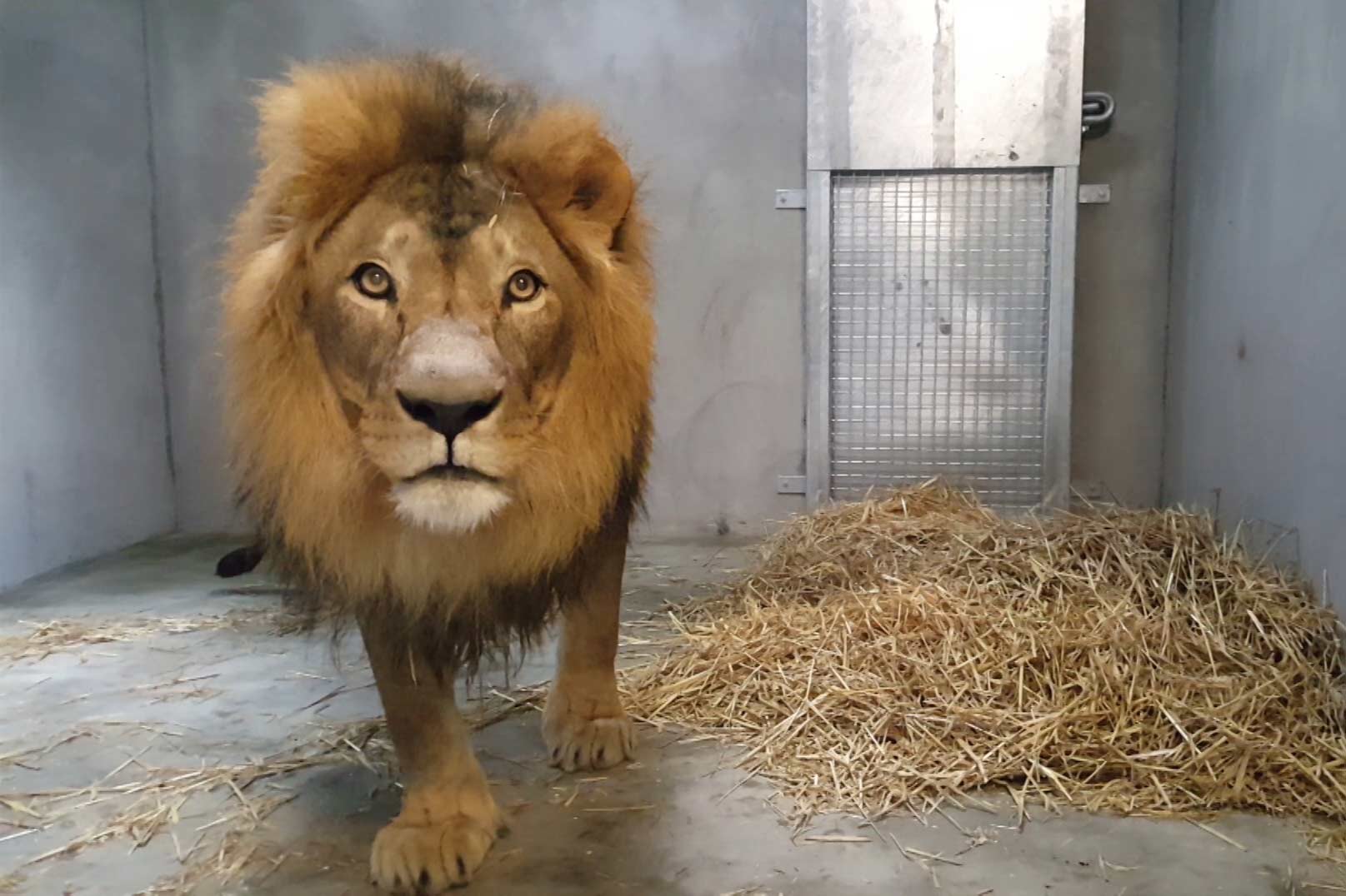 Imposante mannetjes leeuw Dukat aangekomen in DierenPark Amersfoort