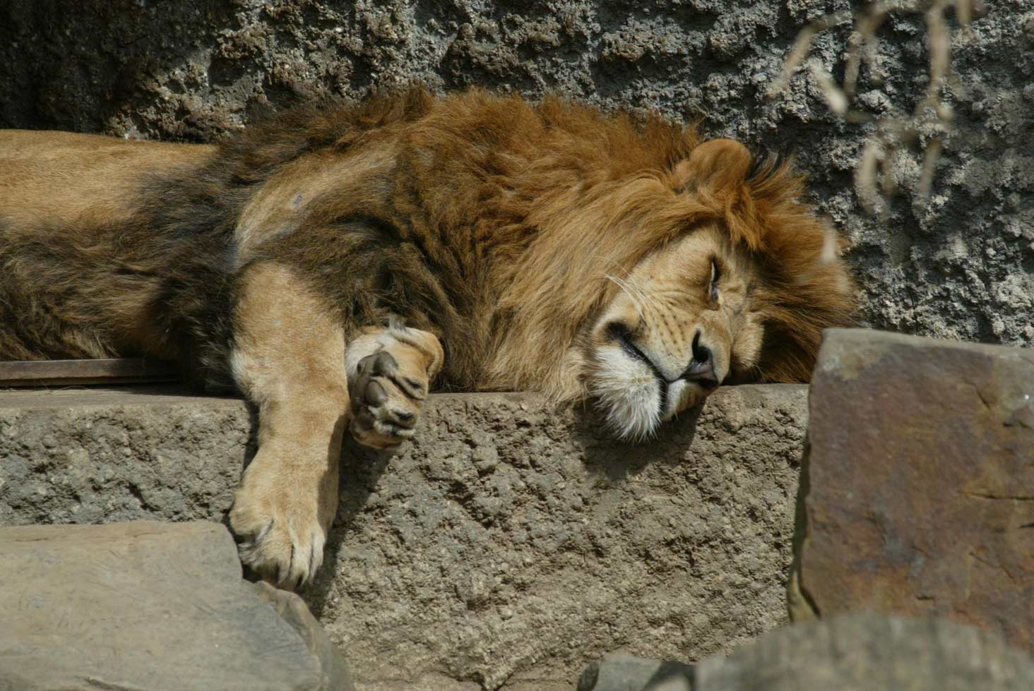 Iconische leeuw overleden in ARTIS
