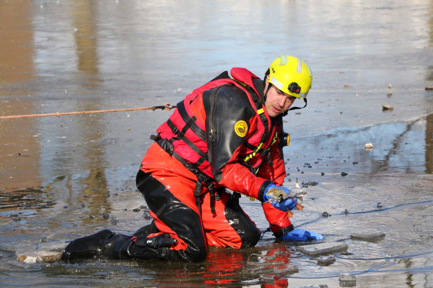 Brandweer redt in visdraad verstrikte meeuw van het ijs