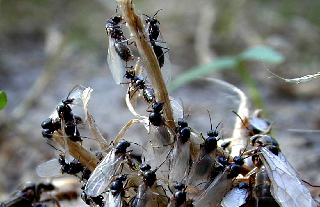 Auto blijkt prima te kunnen rijden op mierenzuur