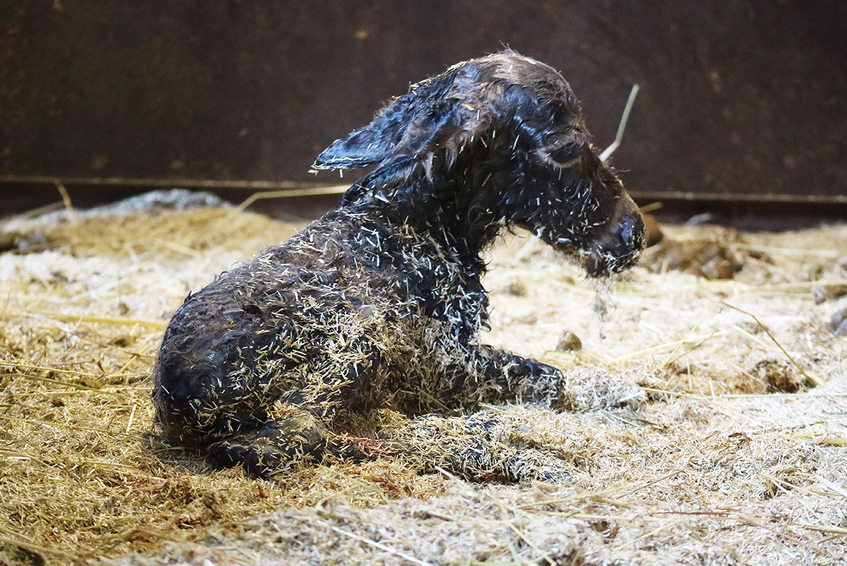 net geboren mini-ezel