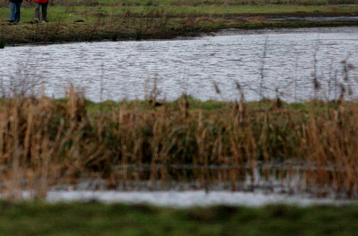 Dronevlieger vrijgesproken van opzettelijk veroorzaken dierenonrust Oostvaardersplassen