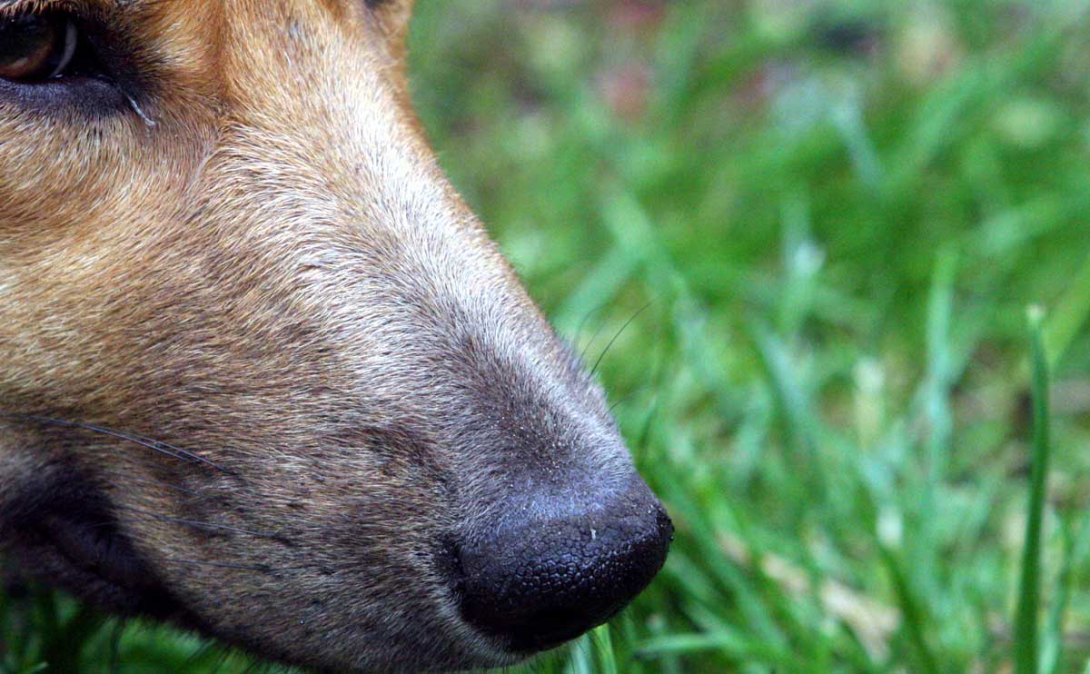 Ontsnapte voortvluchtige weet politiehond niet om de tuin te leiden