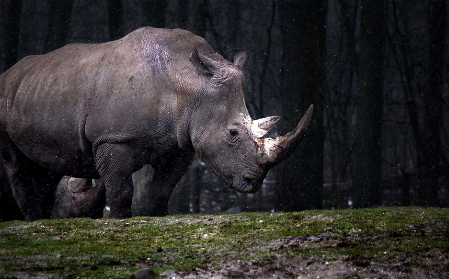 neushoorn-natuur