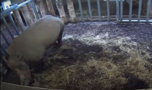 Neushoorn geboren in Burgers Zoo