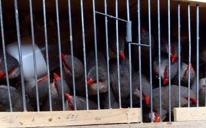 NVWA neemt ruim 1.000 vogels in beslag