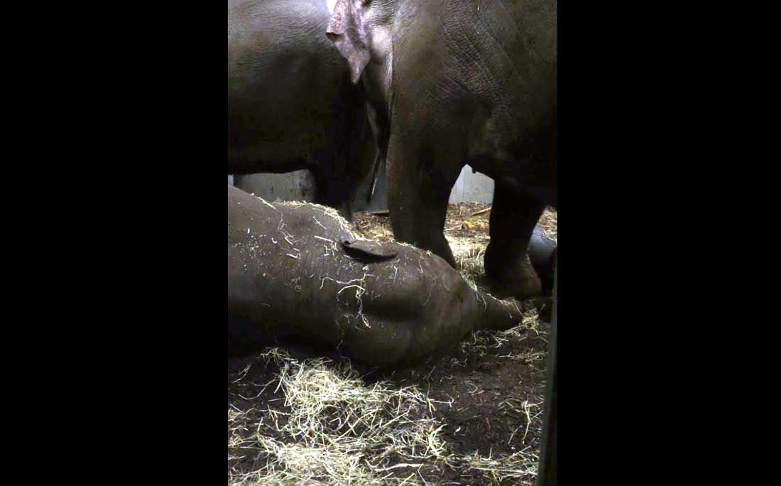 Jong Artis-olifantje Mumba stierf door herpesvirus
