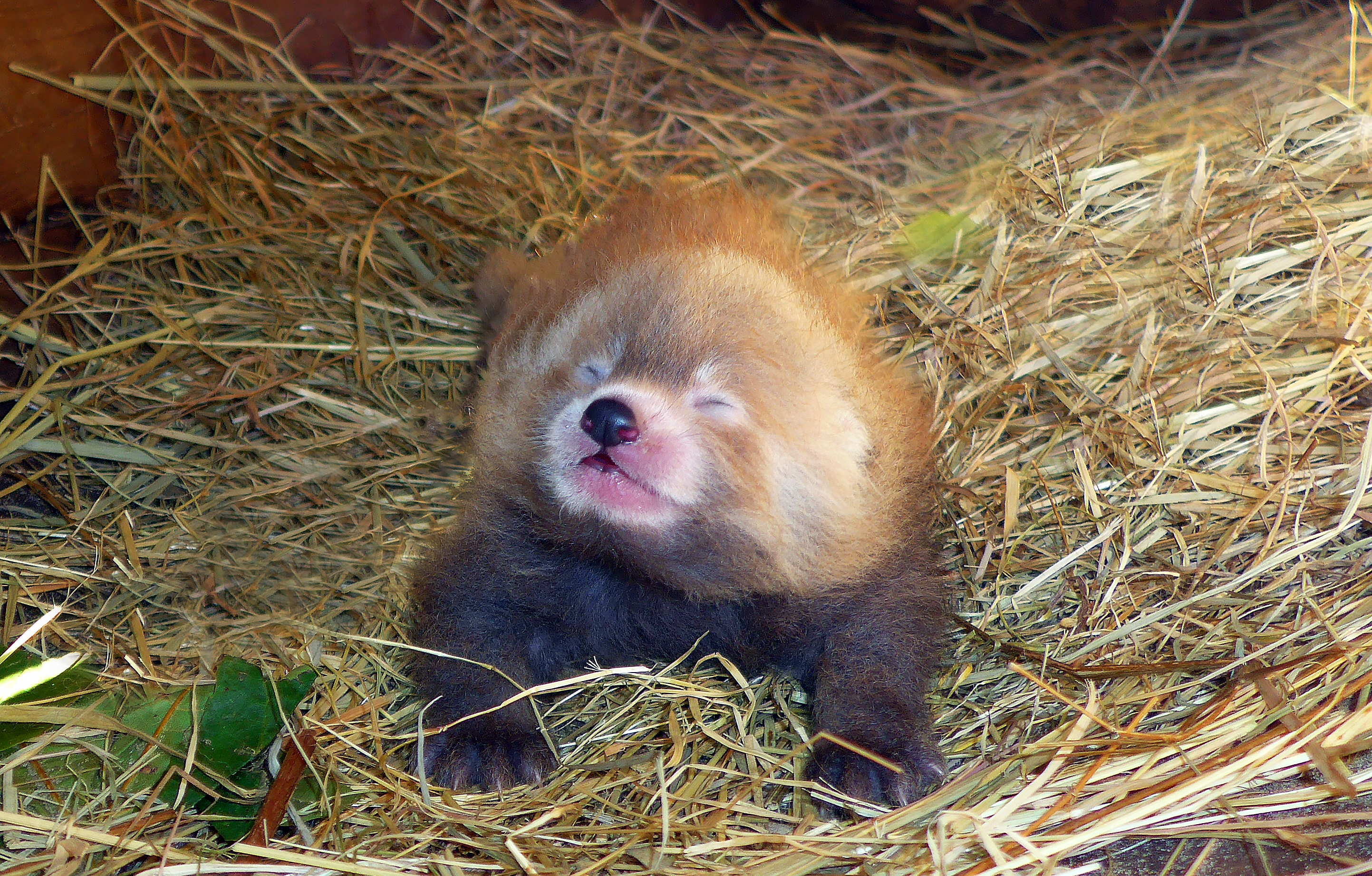 Rode panda jong