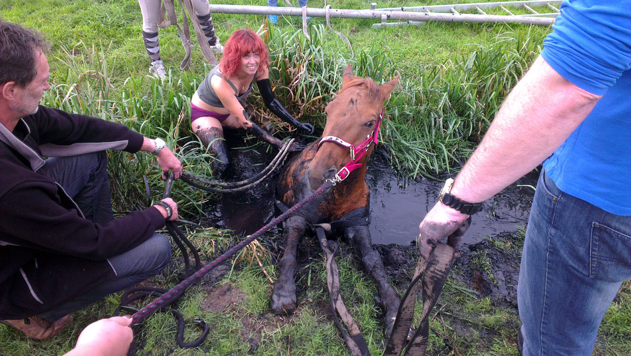 Paard in nood loopt uit op modderbad voor paardenliefhebster