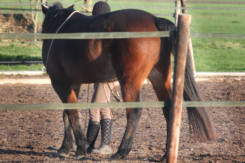 Paard in Drentse Eext mishandeld met scherp voorwerp