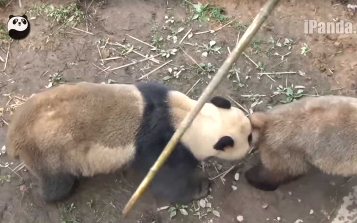 Parende reuzenpanda's door honderduizenden live bekeken