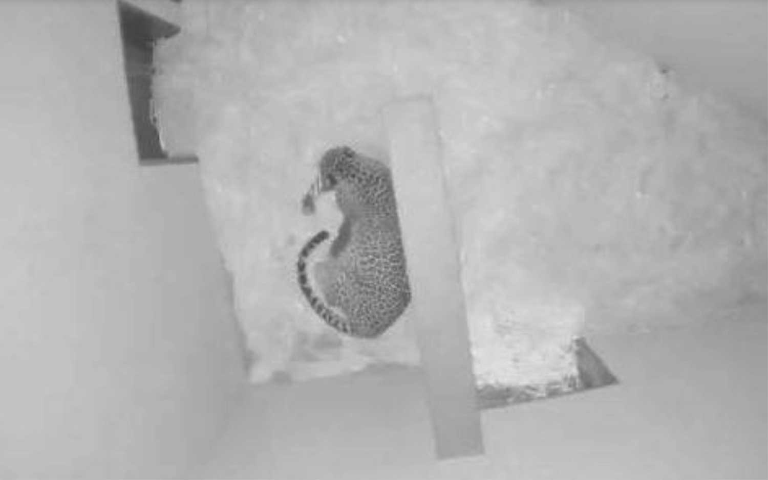 Pasgeboren pantertje Burgers' Zoo overleden