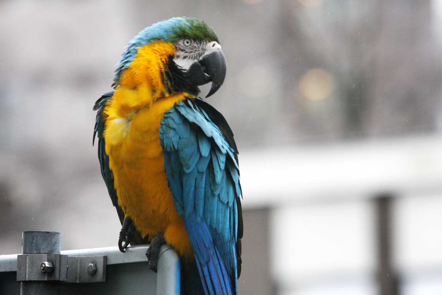 papegaai-verkeersbord