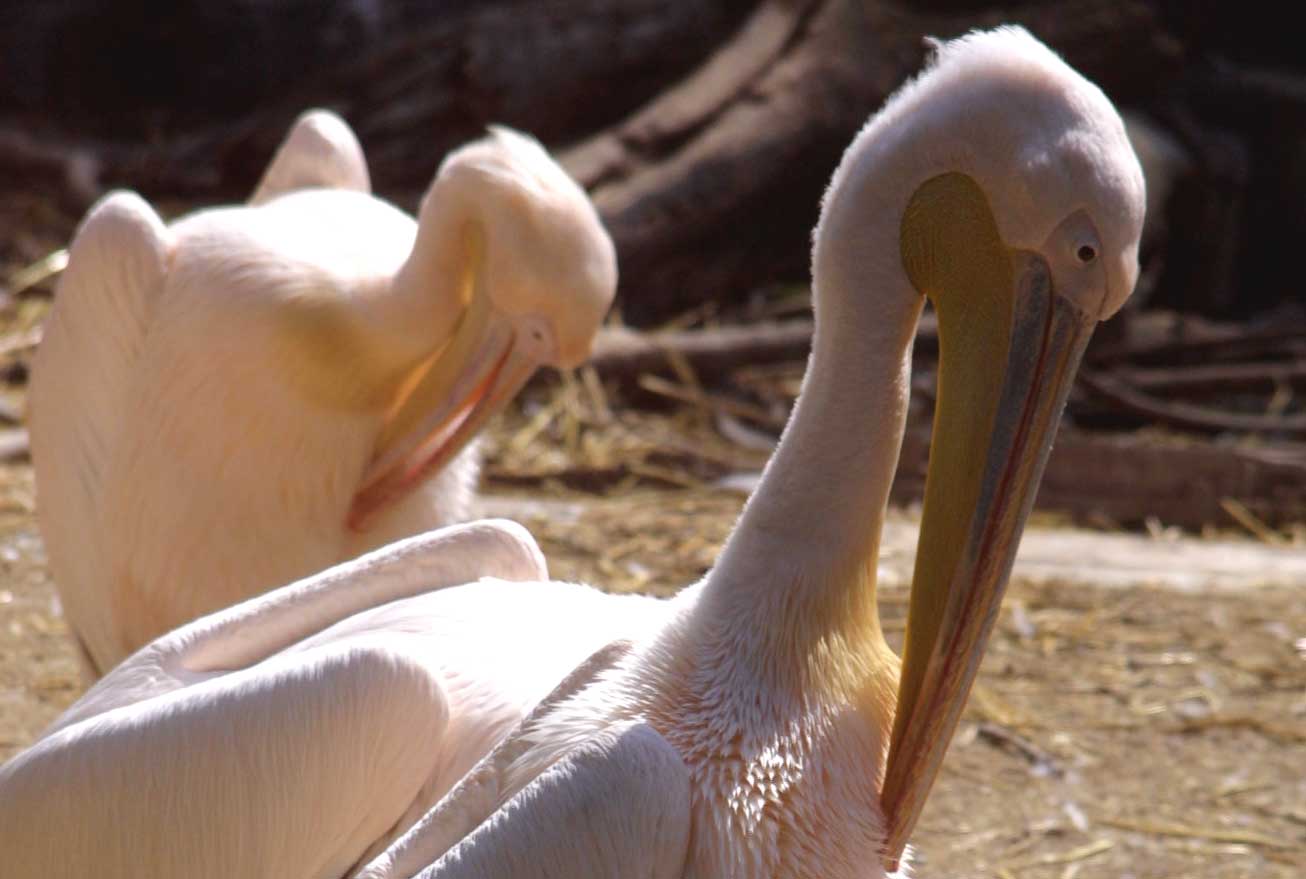Roze pelikaan Artis dood en 10 eieren gestole