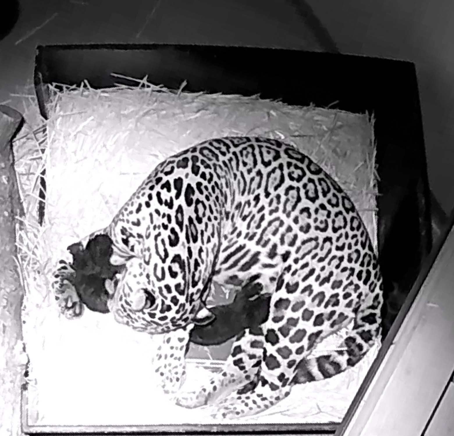 Gevlekte jaguar werpt twee zwarte welpen in ARTIS
