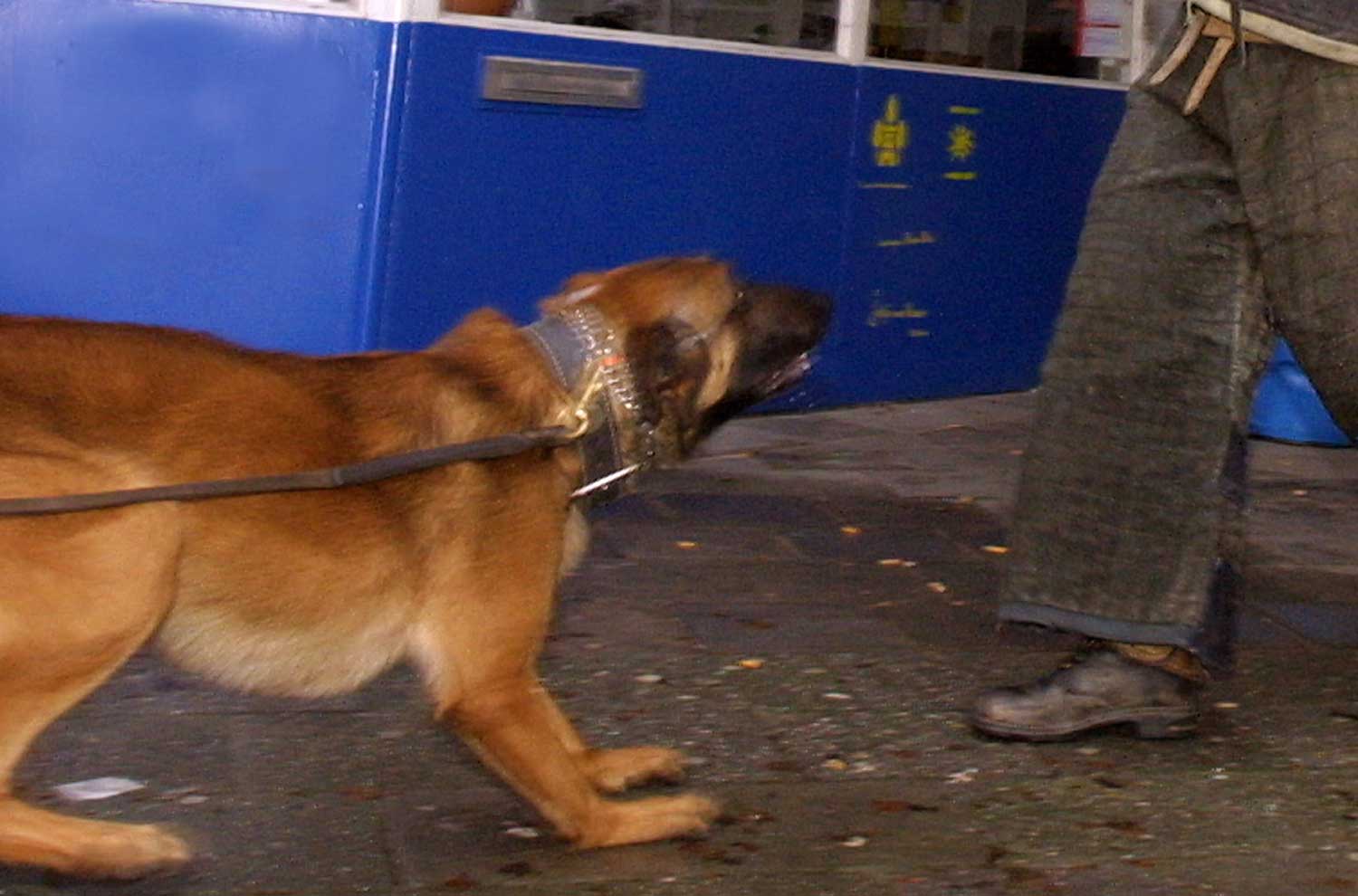 politiehond-trainer-bijten