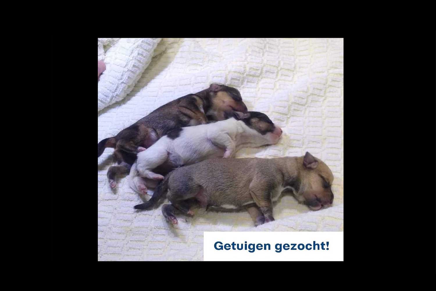 pups-hond