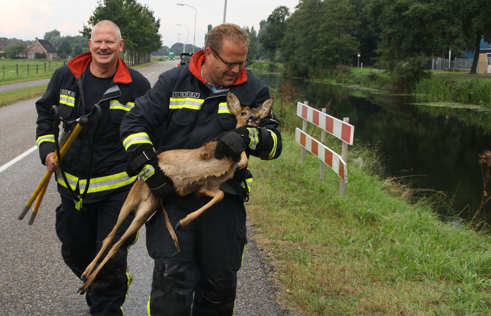 Foto van reebokje gered door brandweer | Henk Brunink