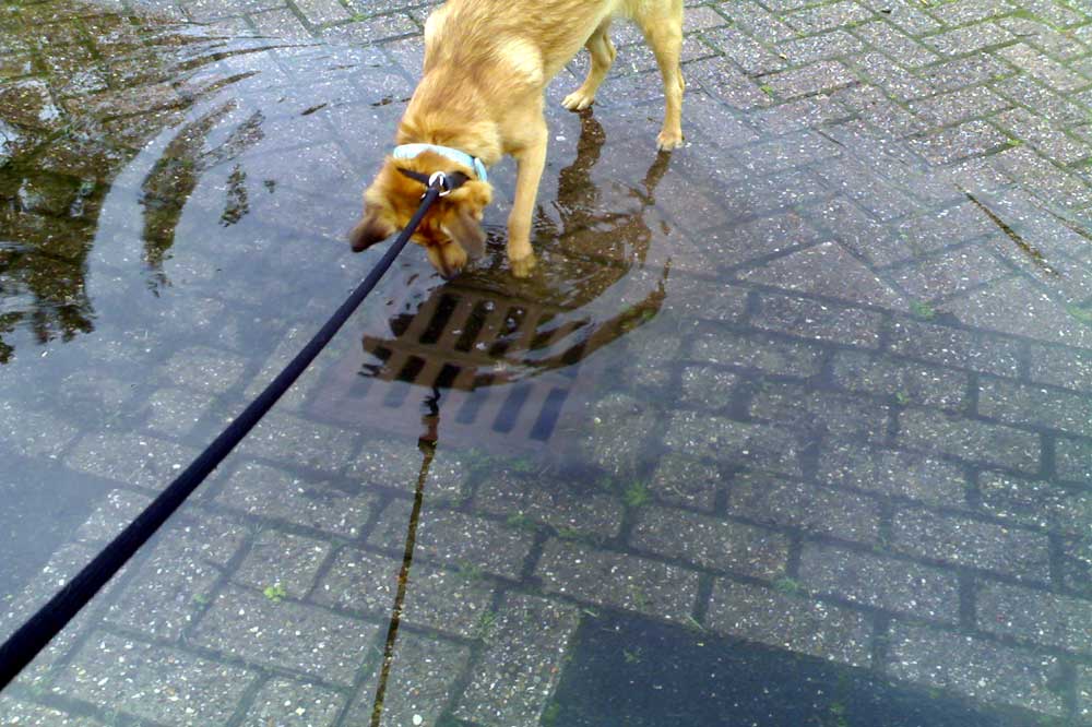 Wateroverlast-hond-put-regen