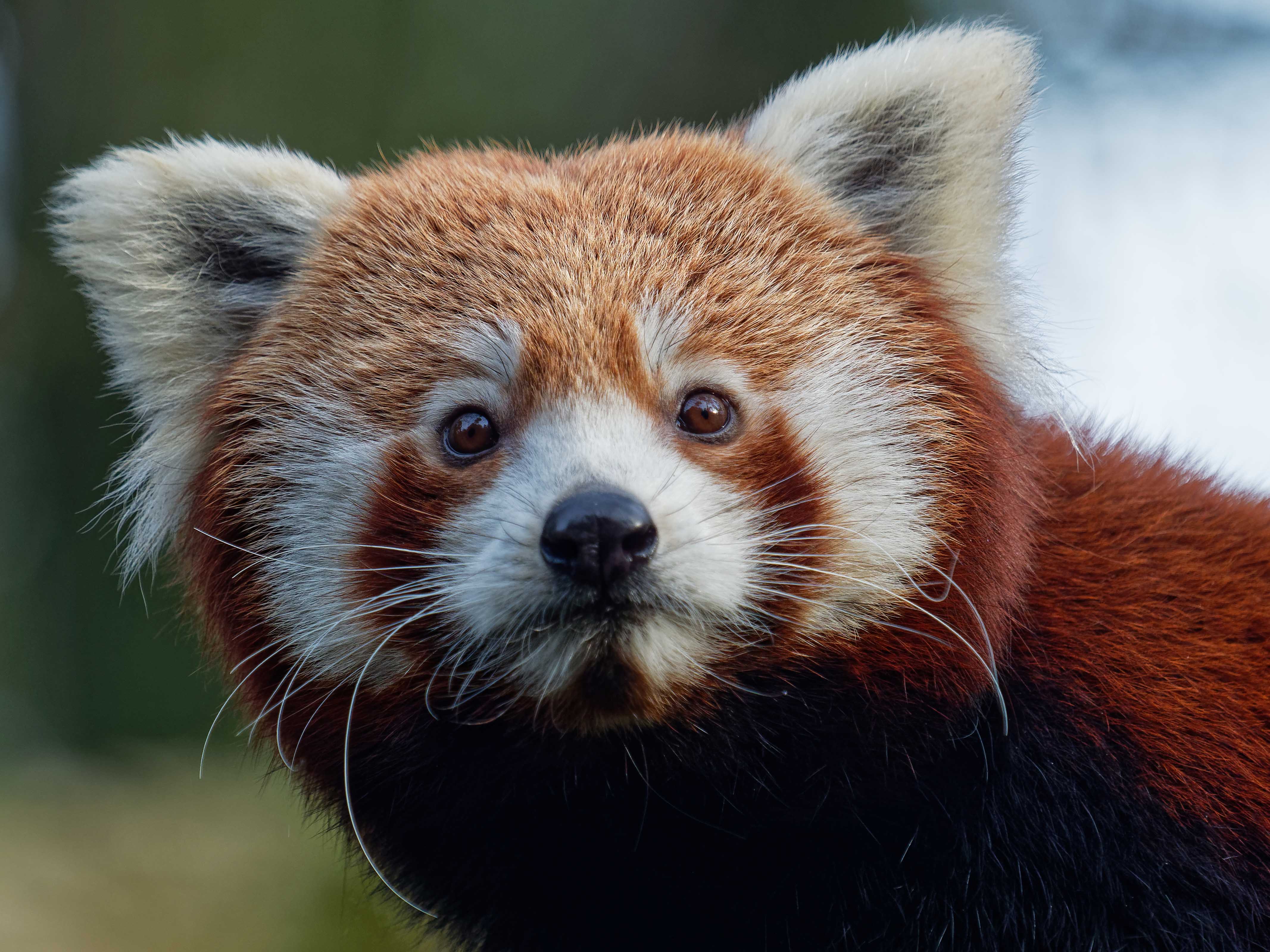 Rode panda’s Ying en Yena maken kennis in DierenPark Amersfoort 