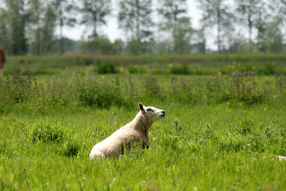 foto van schapen | fbf