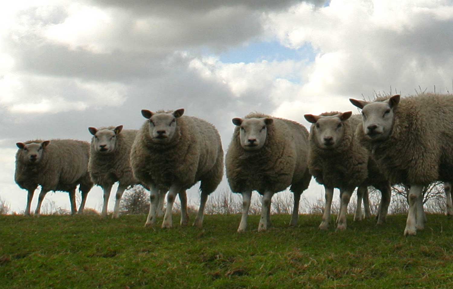 schapen-dijk