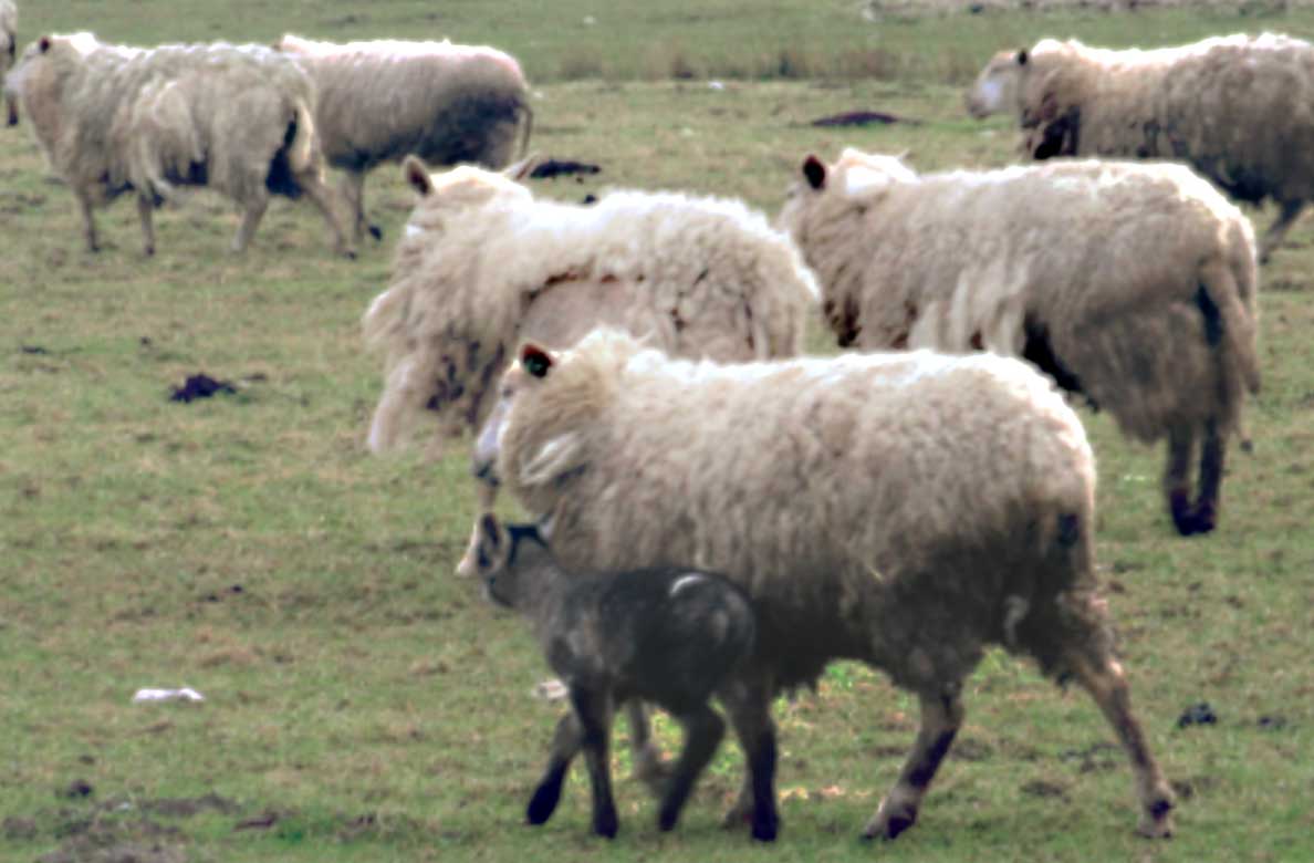 100 dode schapen en lammeren aangetroffen bij veehouder Friesland