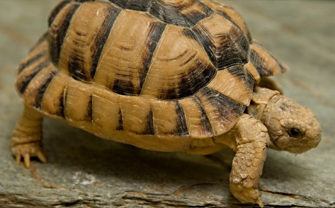 Foto van schildpad | Dierenpark Amersfoort