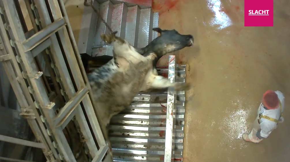 Opnieuw dierenleed in Belgisch slachthuis