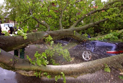 Foto van omgewaaide boom op auto | Archief EHF