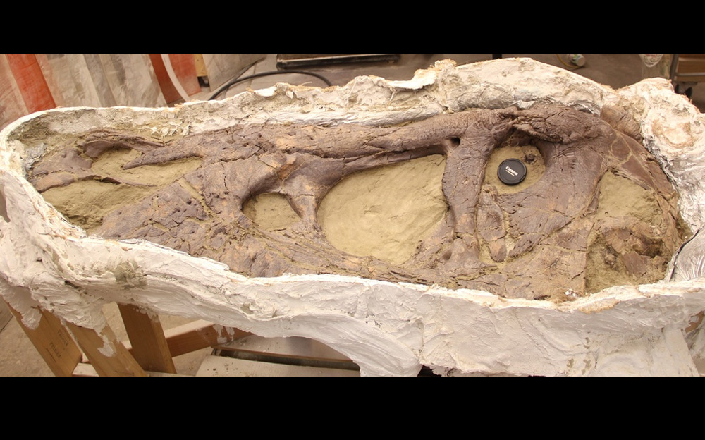 Naturalis:schedel T. rex is 'puntgaaf'