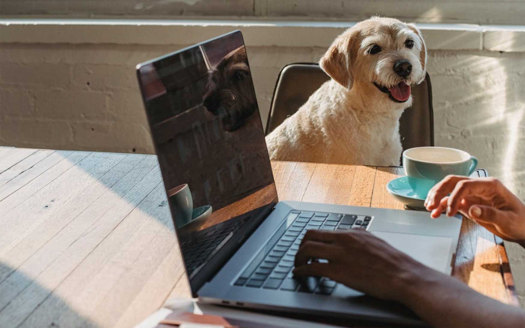 thuiswerken-laptop-hond