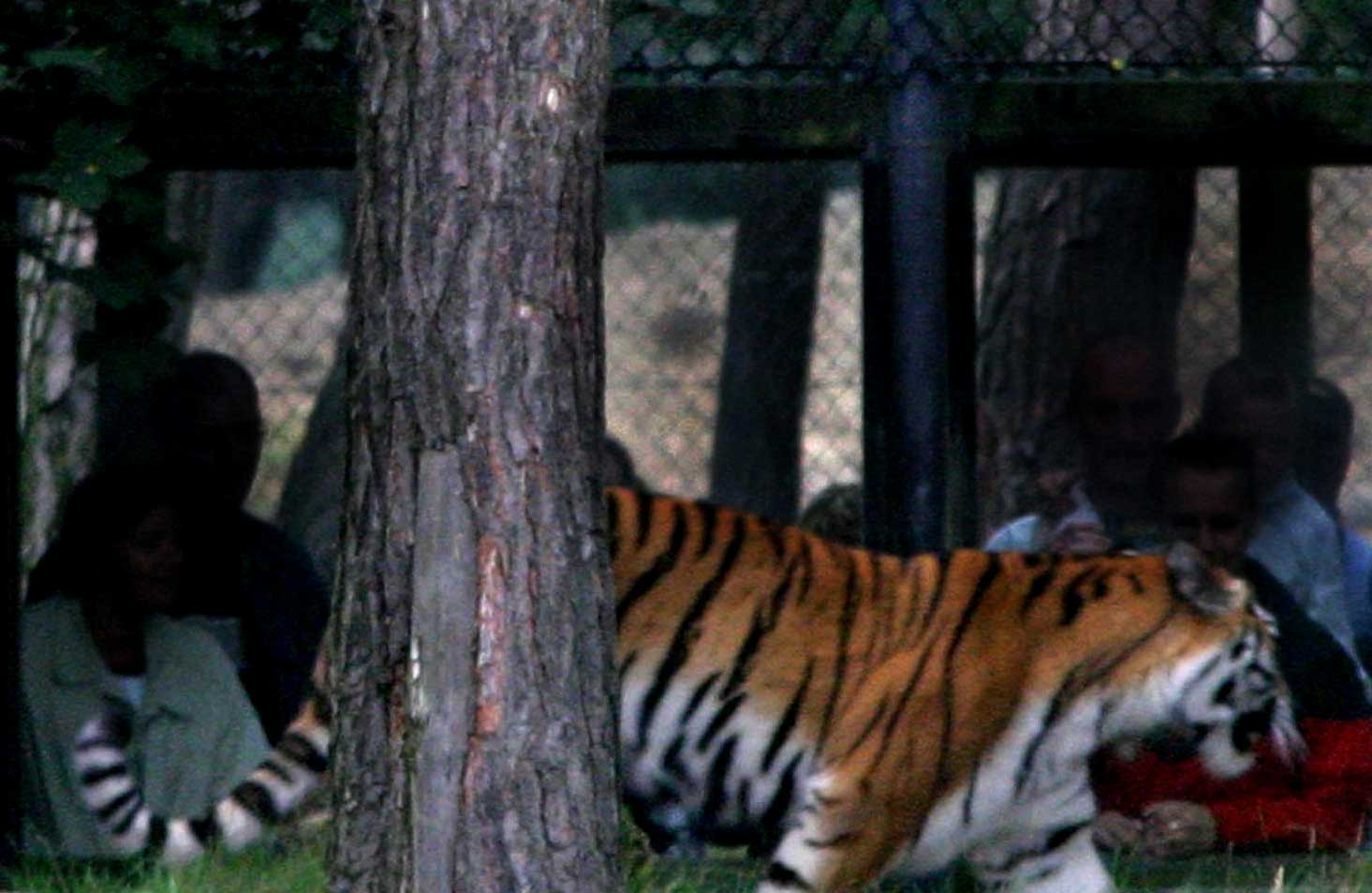 Paniek in Parijs om uit circus ontsnapte tijger