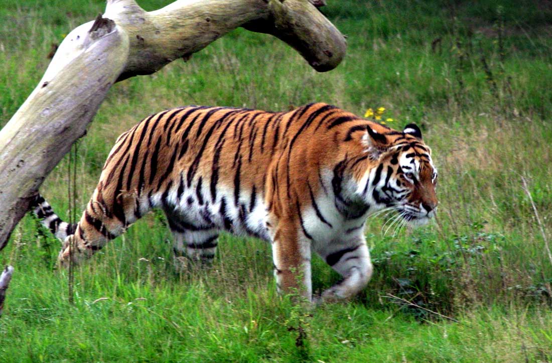 Nederlander weet in Nepal aan tijger te ontsnappen 