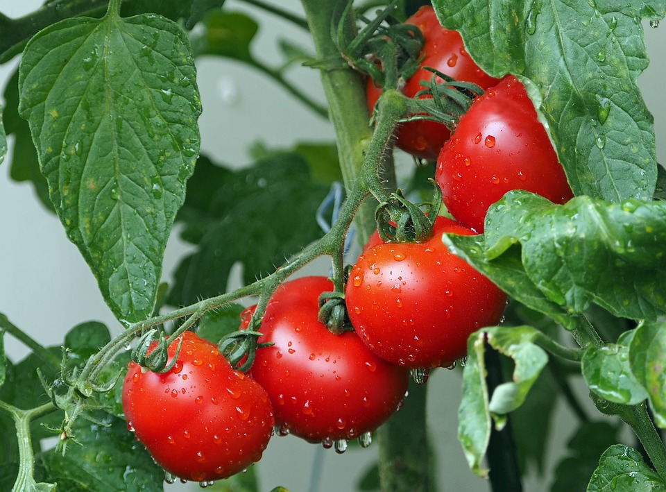 Tomaten aan rank