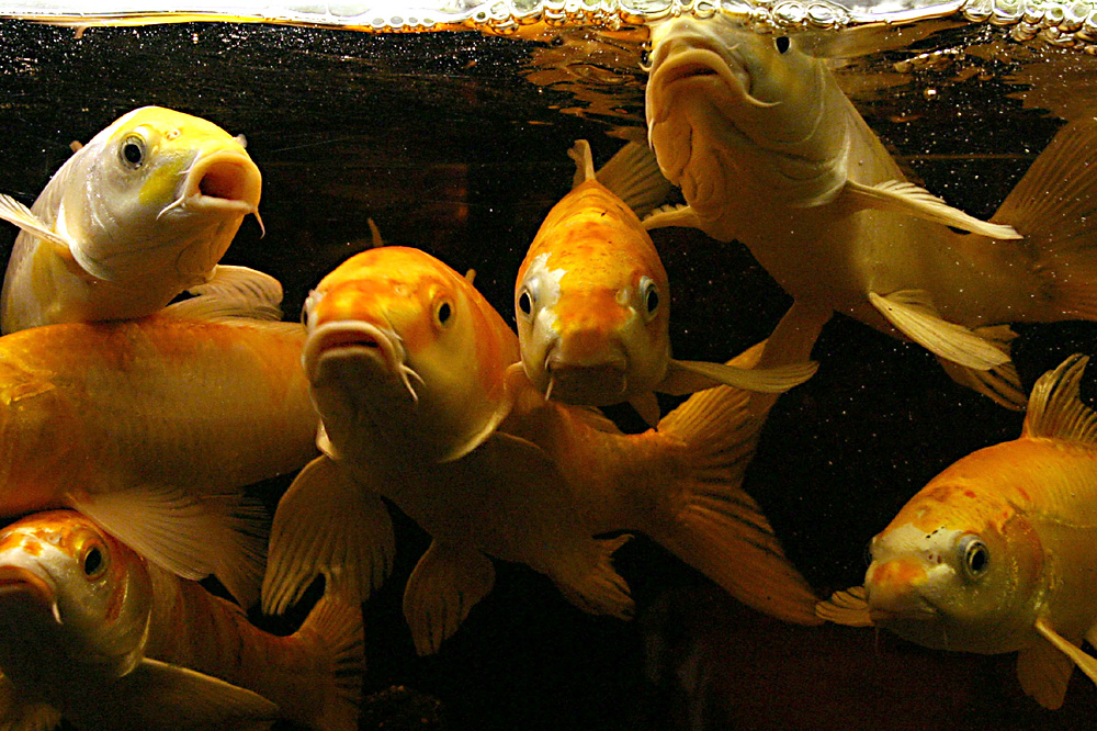 Foto van vissen in aquarium | Archief EHF