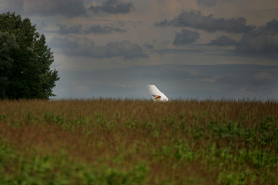 Foto van staart van vliegtuig in maisveld | Archief EHF
