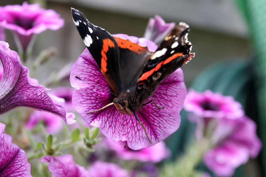 Atalanta meest getelde vlinder in Nederlandse en Vlaamse tuinen
