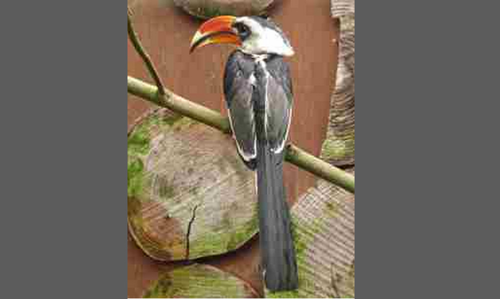 In Avifauna gestolen zeldzame vogel strijkt neer in tuin bewoner Den Bosch